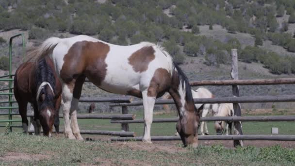 Pferde grasen auf schöner Ranch — Stockvideo