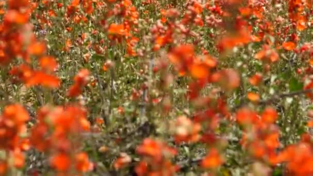 Lindas flores de laranja no deserto — Vídeo de Stock
