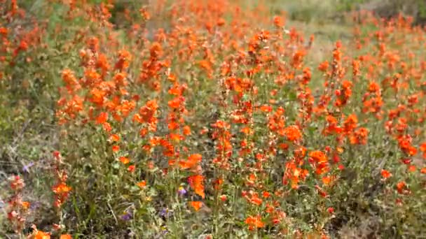 Hermosas flores naranjas en el desierto — Vídeo de stock