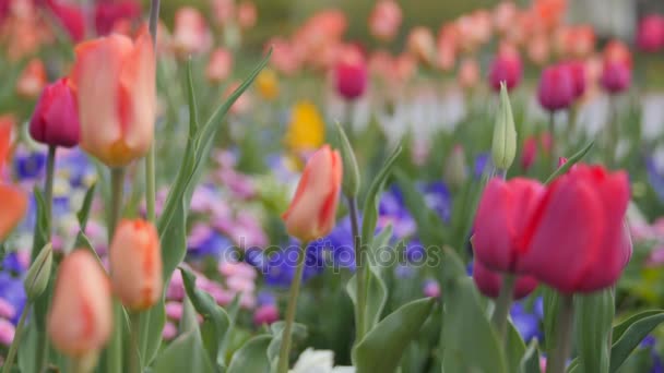Szép tulipán kert — Stock videók