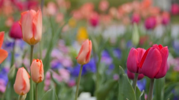 Hermoso jardín de tulipán — Vídeo de stock
