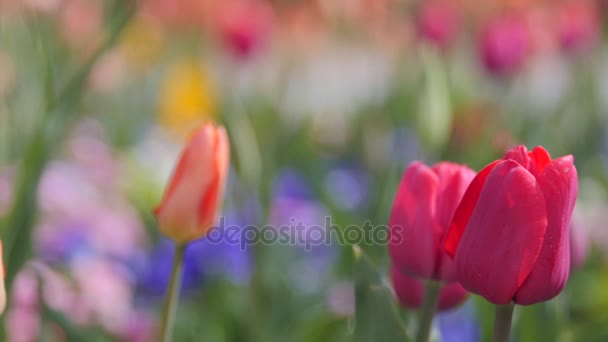 Beautiful tulip garden — Stock Video