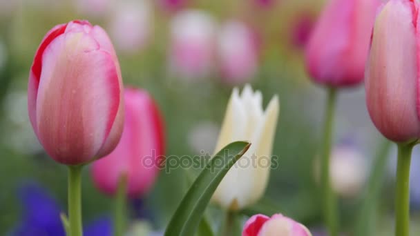 Lindas flores de tulipa jardim — Vídeo de Stock