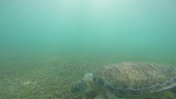 Mooie zeeschildpadden zwemmen — Stockvideo