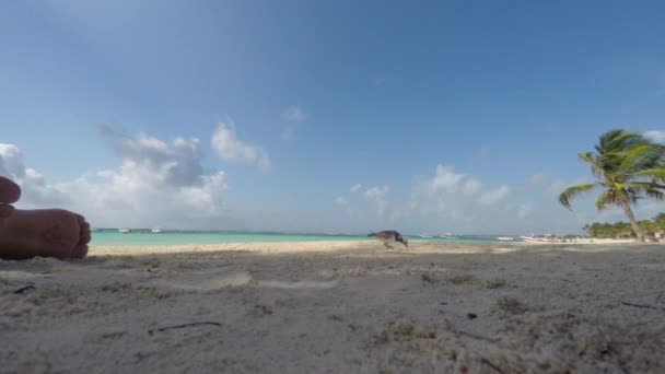 Pareja se encuentra en la playa con aves marinas caminando — Vídeos de Stock