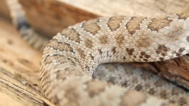 Serpiente de cascabel salvaje de gran cuenca — Vídeo de stock