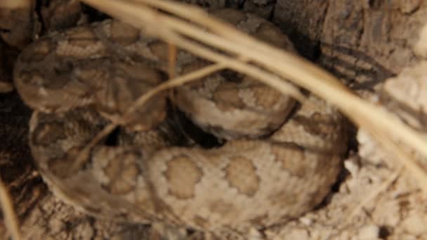 Serpiente de cascabel salvaje de gran cuenca — Vídeos de Stock