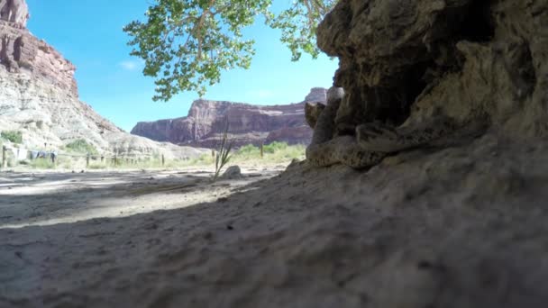 Wild great basin rattlesnake — Stock Video