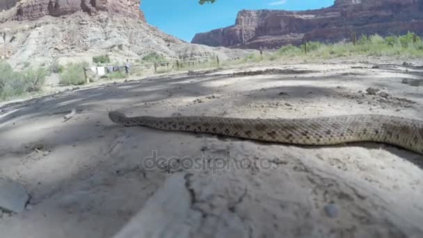 Serpiente de cascabel salvaje de gran cuenca — Vídeo de stock