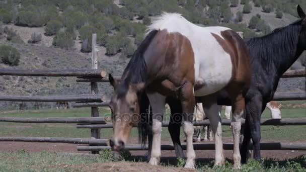 Лошади пасутся на прекрасном ранчо — стоковое видео