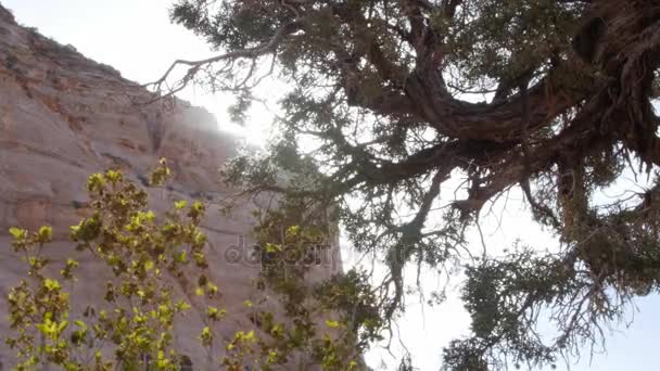 Juniper drzewa z jagody w kanionie na pustyni — Wideo stockowe