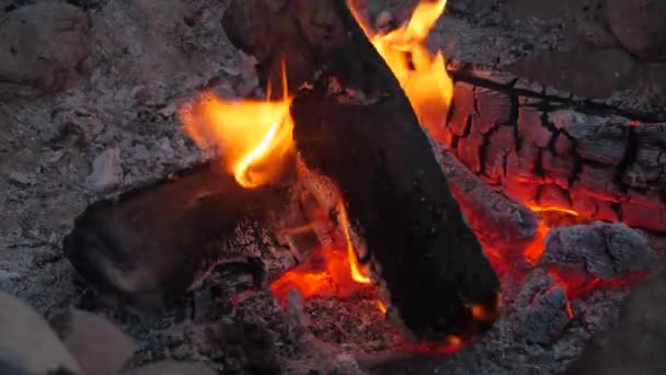 Baumstämme brennen am Lagerfeuer — Stockvideo
