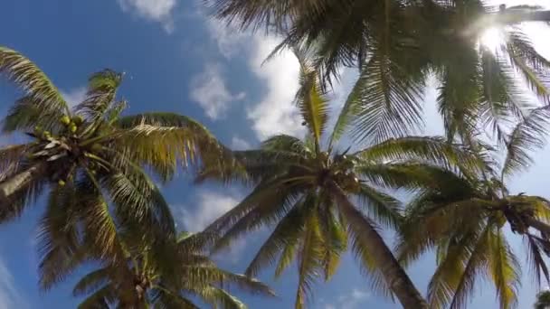 Пальмові дерева дмуть у вітрі — стокове відео