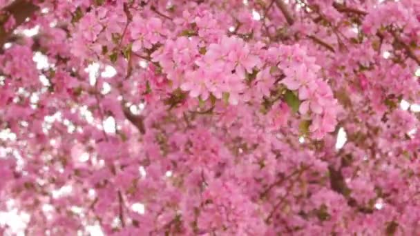 Beautiful springtime blossoms — Stock Video