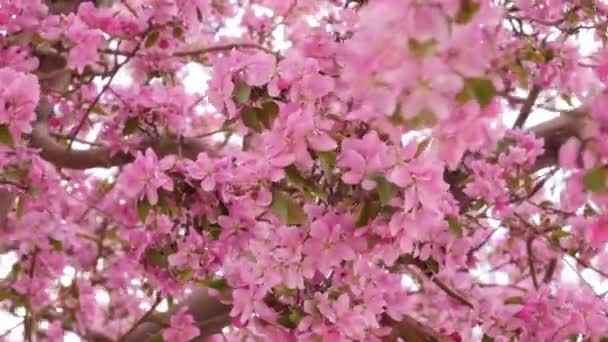 Hermosas flores de primavera. — Vídeo de stock