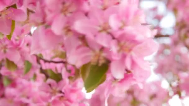 Piękna wiosna kwiaty — Wideo stockowe