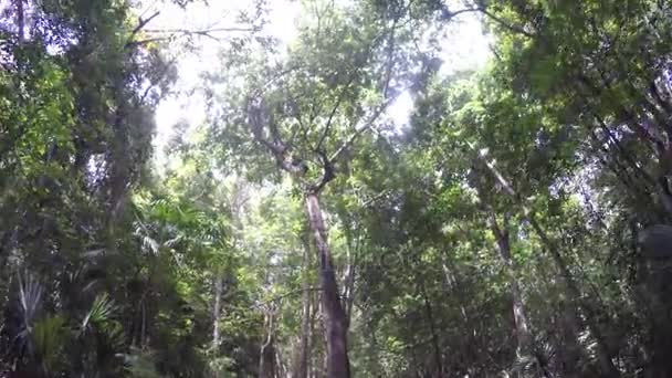Green Lush Jungle In Mexico — Stock Video