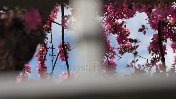 美丽的春天的花朵 — 图库视频影像