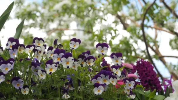 Hübsche Blumen im Frühling — Stockvideo