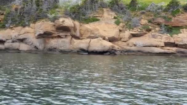 Vaina de focas de natación grises — Vídeos de Stock