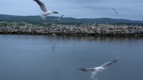 海鸥飞入海洋港口 — 图库视频影像