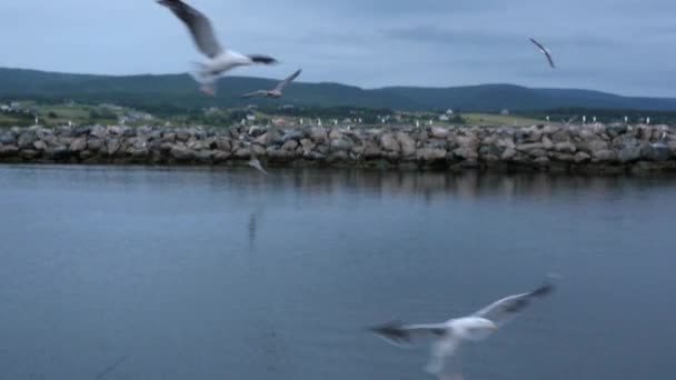 Gaivotas voando para o porto do oceano — Vídeo de Stock