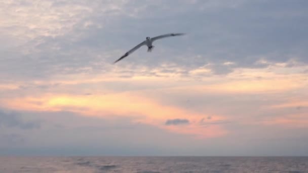 Aves marinas volando sobre el océano — Vídeo de stock