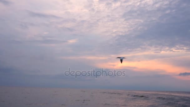 Aves marinas volando sobre el océano — Vídeos de Stock