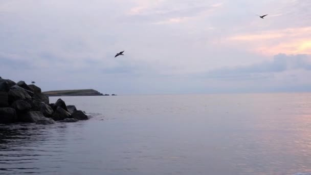 Seagulls latania do Ocean port — Wideo stockowe