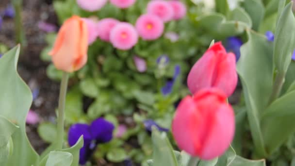 Mooie tulp tuin — Stockvideo