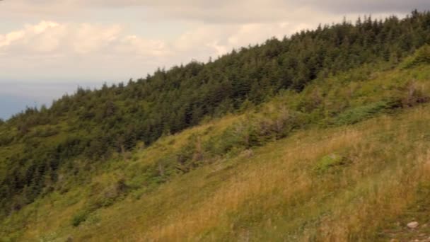 Den vackra naturen på Skyline Trail — Stockvideo