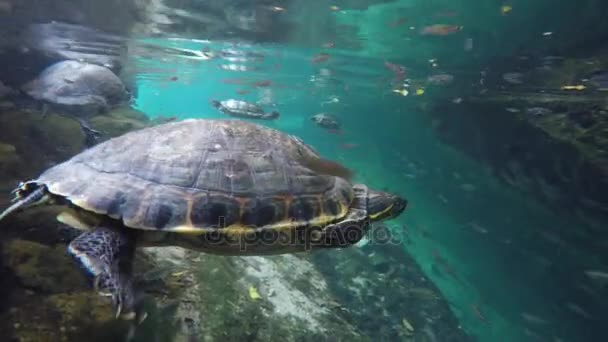 Schöne Meeresschildkröten schwimmen — Stockvideo