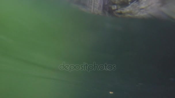 Глубокий кеноте в руинах Эк-Валаам Майя — стоковое видео