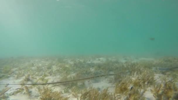 水下拍摄的美丽的热带鱼 — 图库视频影像