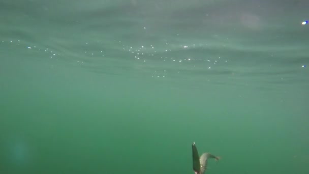 Underwater skott av en makrill som har fångats på en fisk-krok — Stockvideo