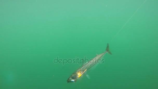 Pescado de caballa capturado en un anzuelo — Vídeos de Stock