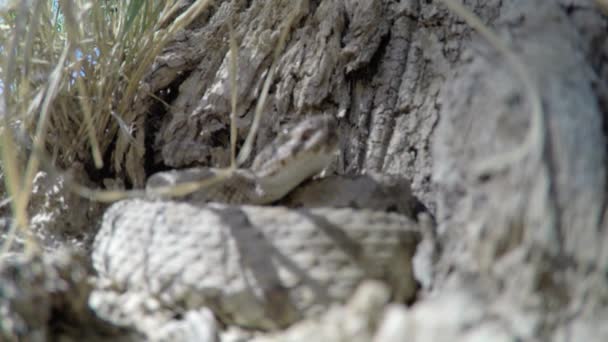 Wild great basin rattlesnake — Stock Video