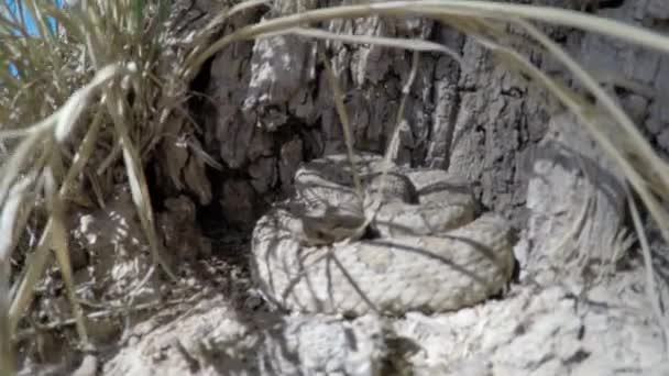 Serpiente de cascabel salvaje de gran cuenca — Vídeos de Stock