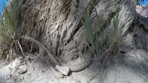 Wild great basin rattlesnake — Stock Video