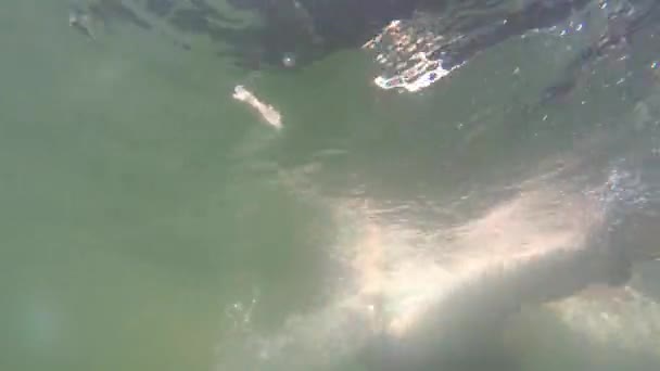 Femme flottant dans le tube en cenote — Video