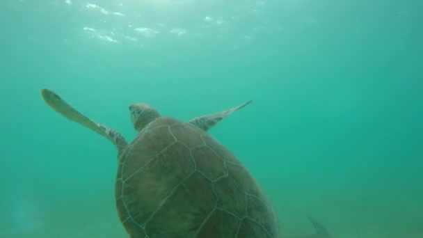 거북이 바다에서 — 비디오