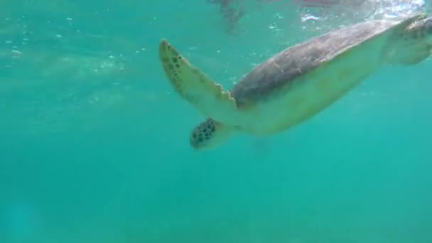 Een Koele Zeeschildpadden Eten Van Zee Onkruid Onder Water Oceaan — Stockvideo