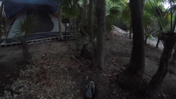 Krabbe in einem Loch bei einem Zelt im Dschungel Stock-Filmmaterial