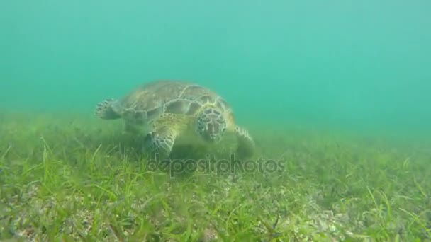 Underwater Shot Cool Sea Turtle Tropical Blue Ocean Water — Stock Video