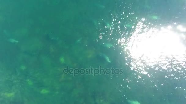 Incredibile Colpo Aereo Baccello Nuoto Foche Grigie Capo Bretone — Video Stock