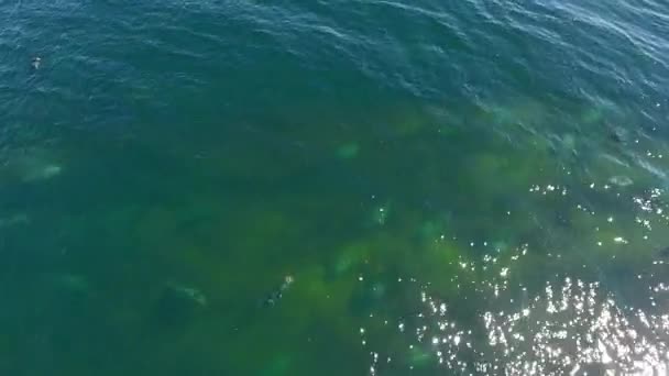 Hava Atış Gri Mühür Yüzme Cape Breton Içinde Liman — Stok video