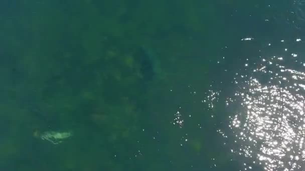 Luftaufnahme Kegelrobbe Schwimmt Ozean — Stockvideo