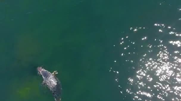 Colpo Aereo Guarnizione Grigia Nuotare Nell Oceano — Video Stock