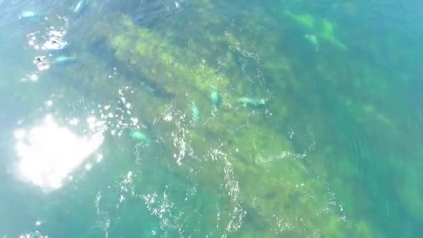 Foto Aerea Baccello Foca Che Cuoce Largo Dell Isola Capo — Video Stock