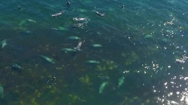 Foto Aérea Cámara Lenta Vainas Foca Gris Nadando Mar — Vídeo de stock